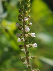 Perilla