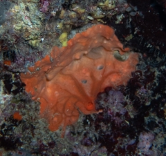 Spirastrella cunctatrix