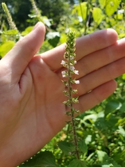 Perilla