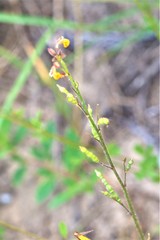 Chapmannia floridana