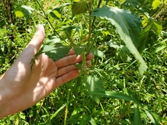 Perilla