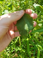 Perilla