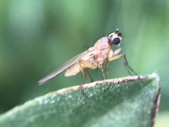 Lonchoptera bifurcata