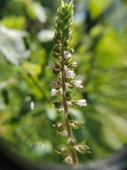 Perilla