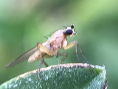 Lonchoptera bifurcata