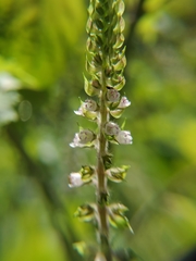 Perilla