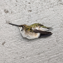 Archilochus colubris