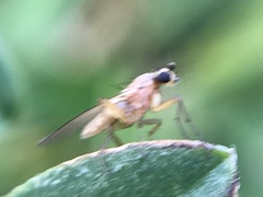 Lonchoptera bifurcata