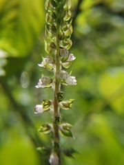 Perilla