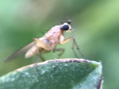 Lonchoptera bifurcata