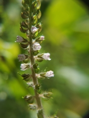 Perilla