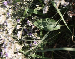 Limonium sareptanum