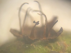 Crataegus scabrida scabrida