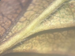 Crataegus scabrida scabrida