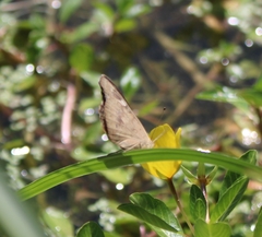 Junonia grisea