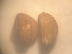 Crataegus scabrida scabrida