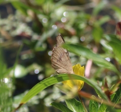 Junonia grisea