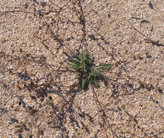 Verbascum pinnatifidum