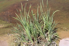 Poaceae