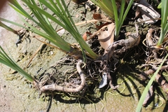 Poaceae