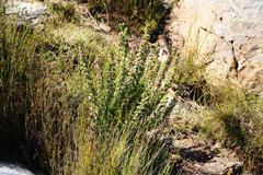 Erica triflora triflora