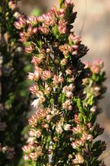 Erica triflora triflora