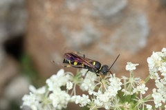 Lestiphorus