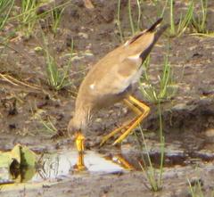 Vanellus senegallus lateralis