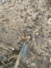 Scolopocryptops nigridius