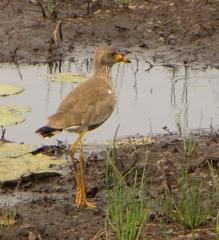 Vanellus senegallus lateralis