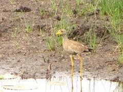 Vanellus senegallus lateralis