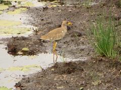 Vanellus senegallus lateralis
