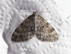 Entephria caesiata