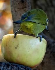 Zosterops virens virens