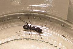 Camponotus brookei