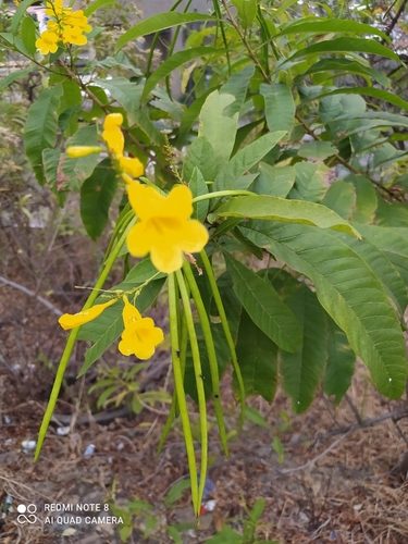 Tecoma castanifolia