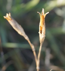 Dianthus lanceolatus