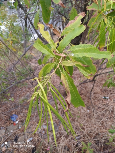 Image of Chestnutleaf Trumpetbush (Tecoma castanifolia) by (c) Ileana Herrera, some rights reserved (CC BY)