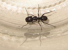 Camponotus brookei