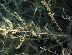 Artemisia taurica