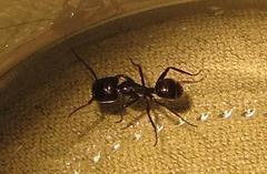 Camponotus brookei
