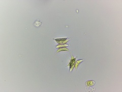Tetradesmus