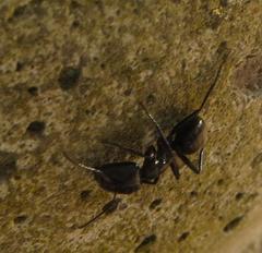 Camponotus brookei