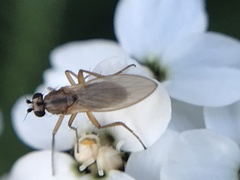 Lonchoptera bifurcata