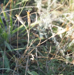 Dianthus lanceolatus