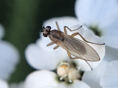 Lonchoptera bifurcata