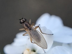 Lonchoptera bifurcata