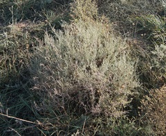 Artemisia taurica