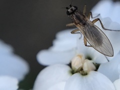 Lonchoptera bifurcata
