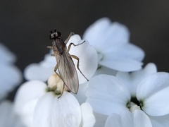 Lonchoptera bifurcata